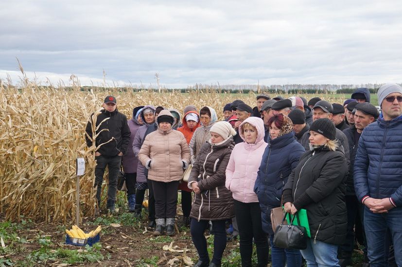 Чебешләрне санар чак