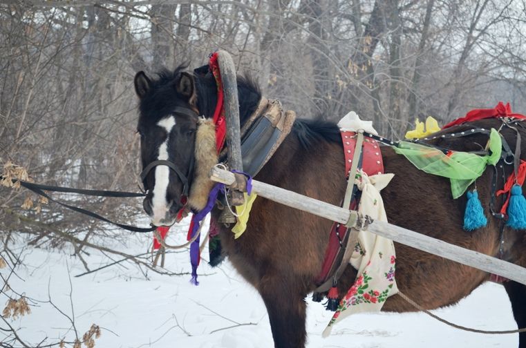 Сизнерын гурт шулдыръяськонъёс ортчизы