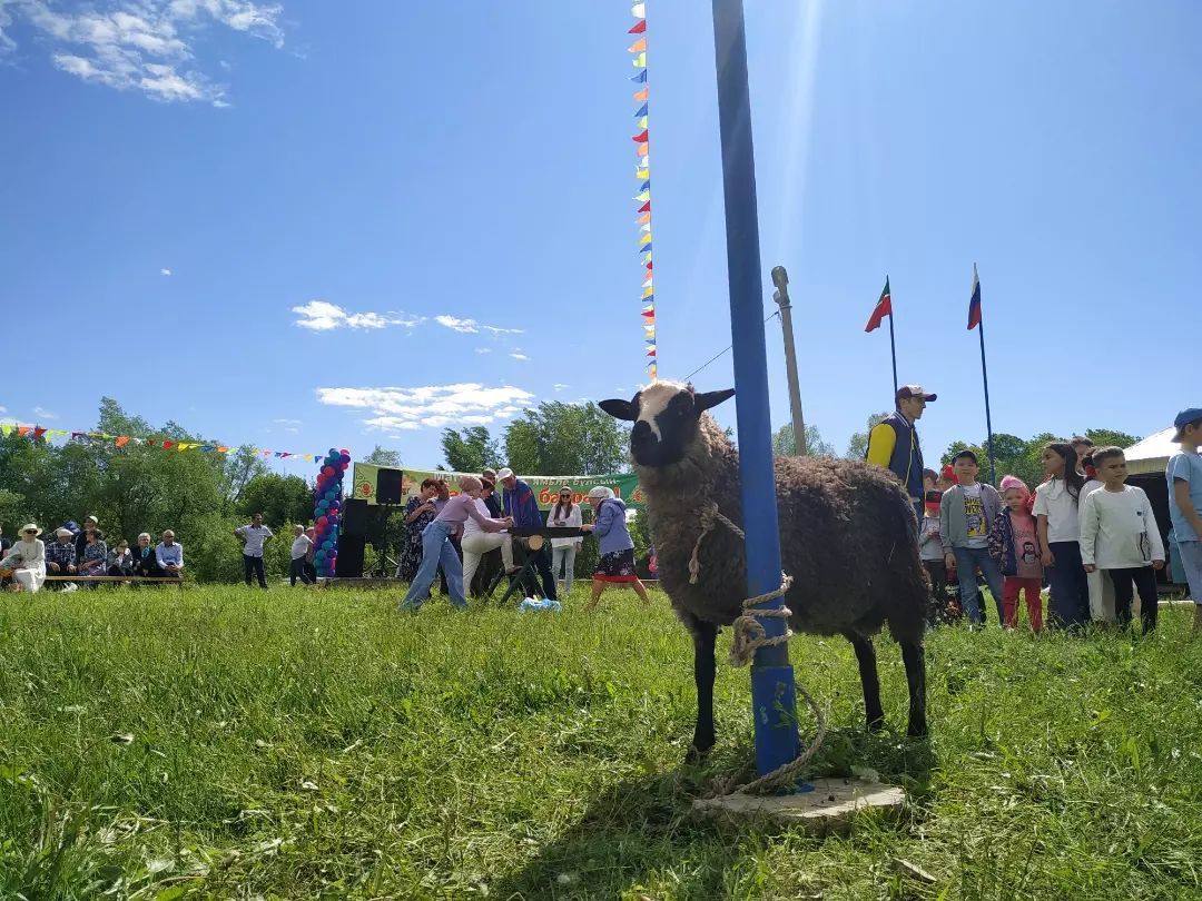 Арбор Сабан туеннан фото, видеомизгелләр