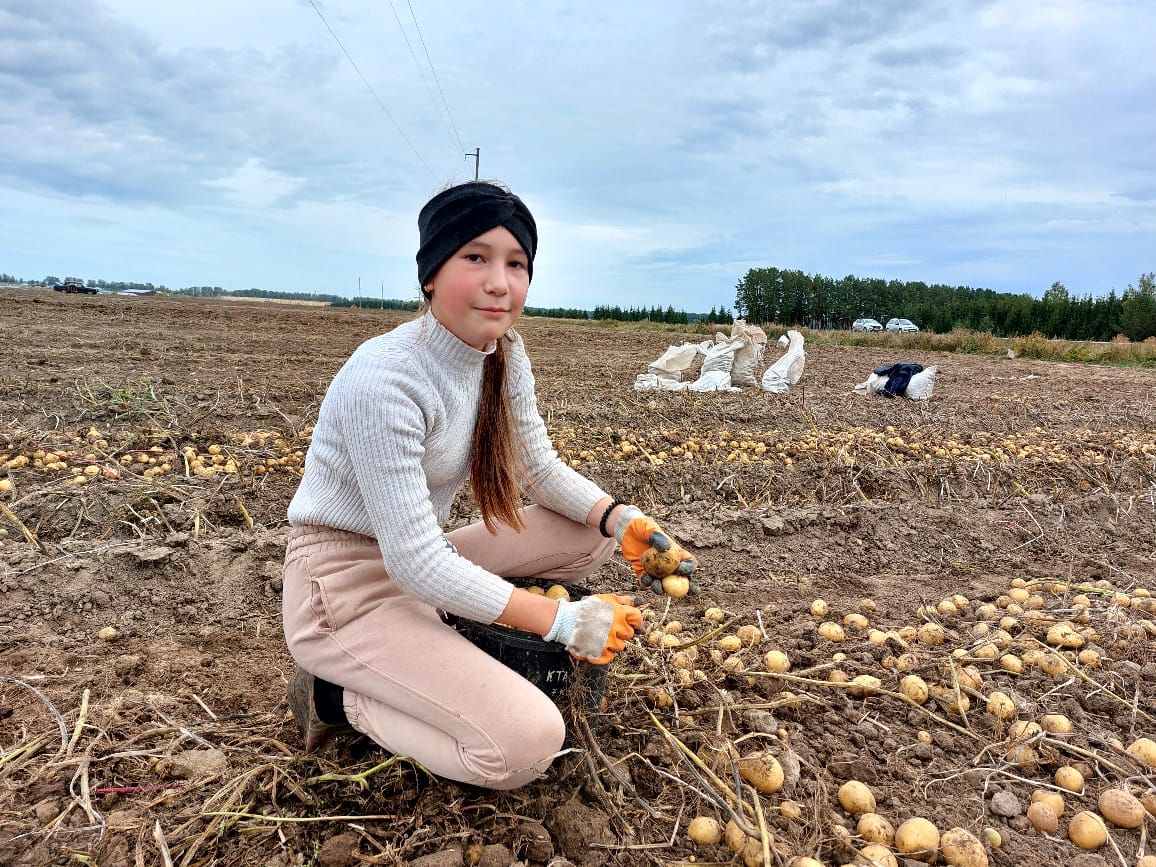 «Татарстан» һәм Тимирязев исемендәге хуҗалыкларда бәрәңге казыйлар (+фото)