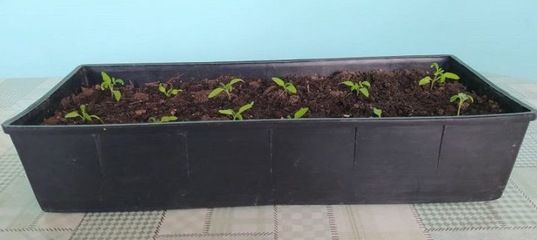 Яшелчә орлыкларын утырту көннәре дә җитә!
