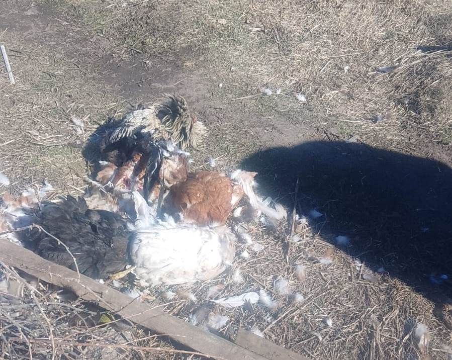 Балтачта эт тавыкларга һөҗүм иткән (фото)