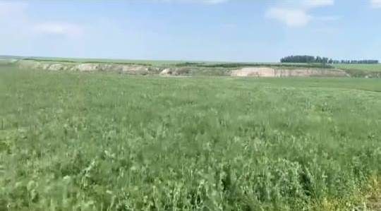 «Татарстан» хуҗалыгында терлек азыгы әзерләү мизгелләре (видео)