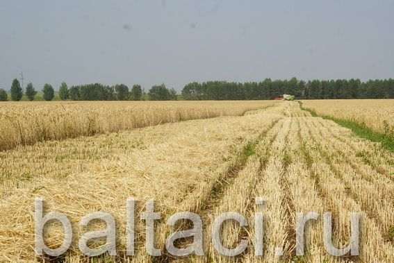Балтачта сыйфат комиссияләре төзелде