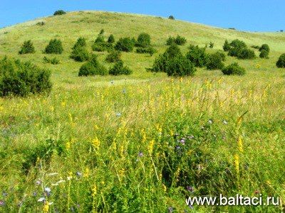 Кан тамырларын чистарту өчен рецепт