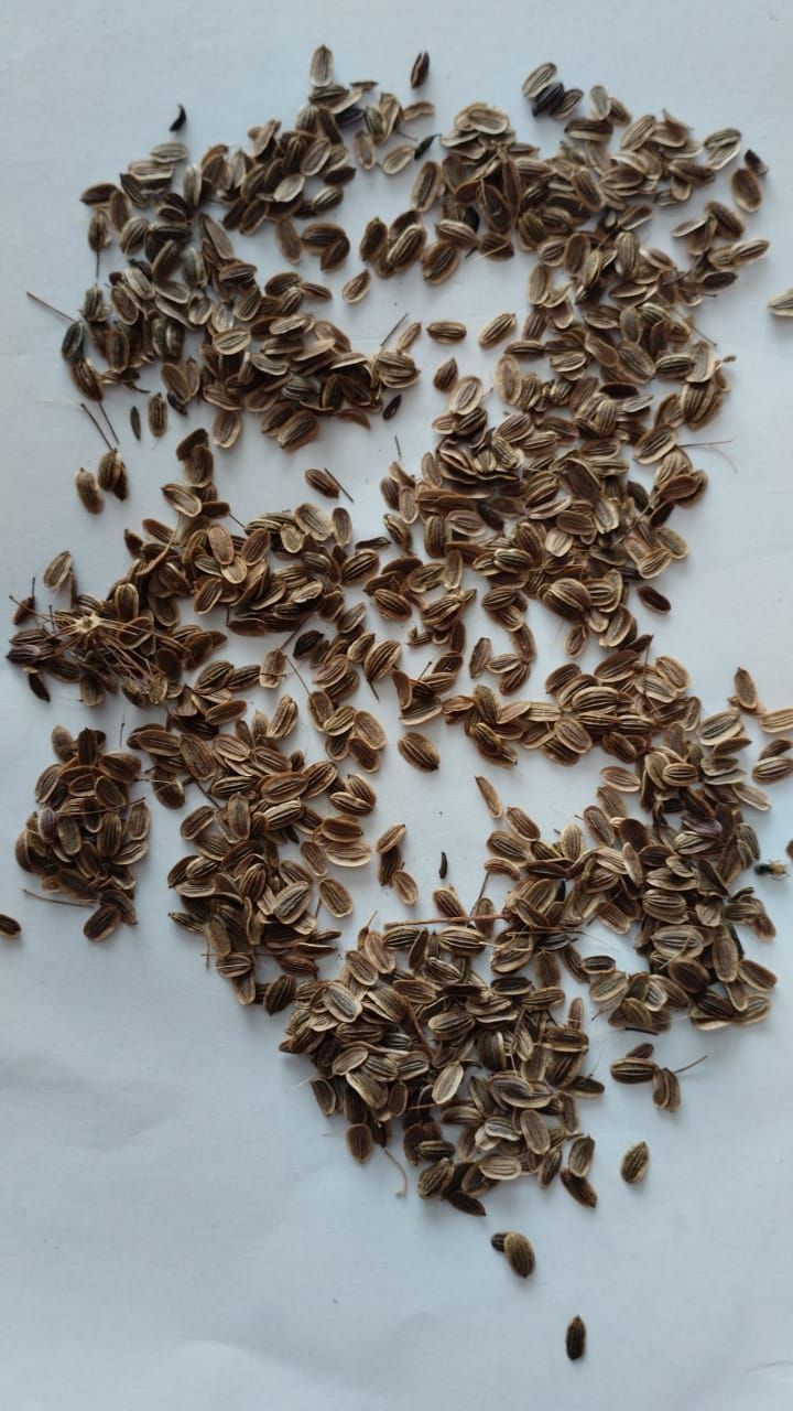 Укроп ютәлне баса