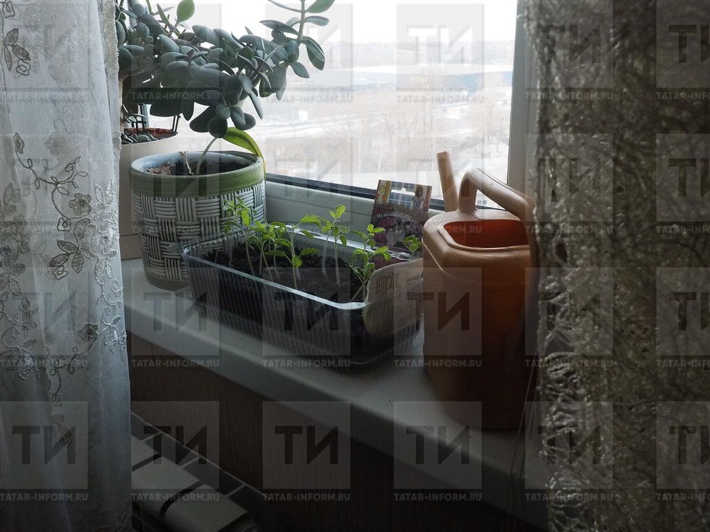 Помидор, татлы борыч, кыяр, баклажан кәлшәләрен ничек дөрес итеп үстерергә?