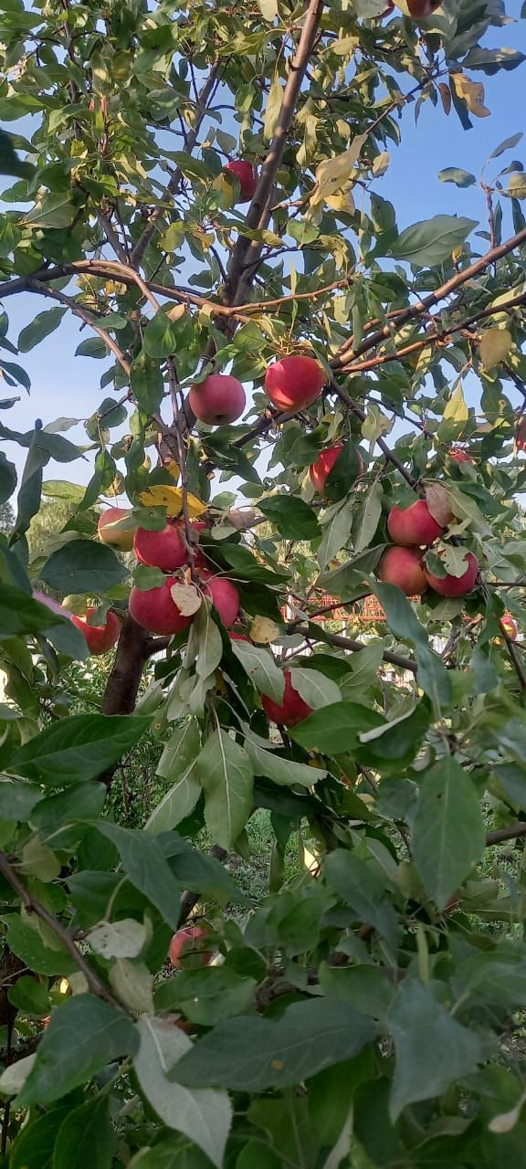 Җимеш агачларын корткычлардан саклау өчен нәрсә кулланырга мөмкин?