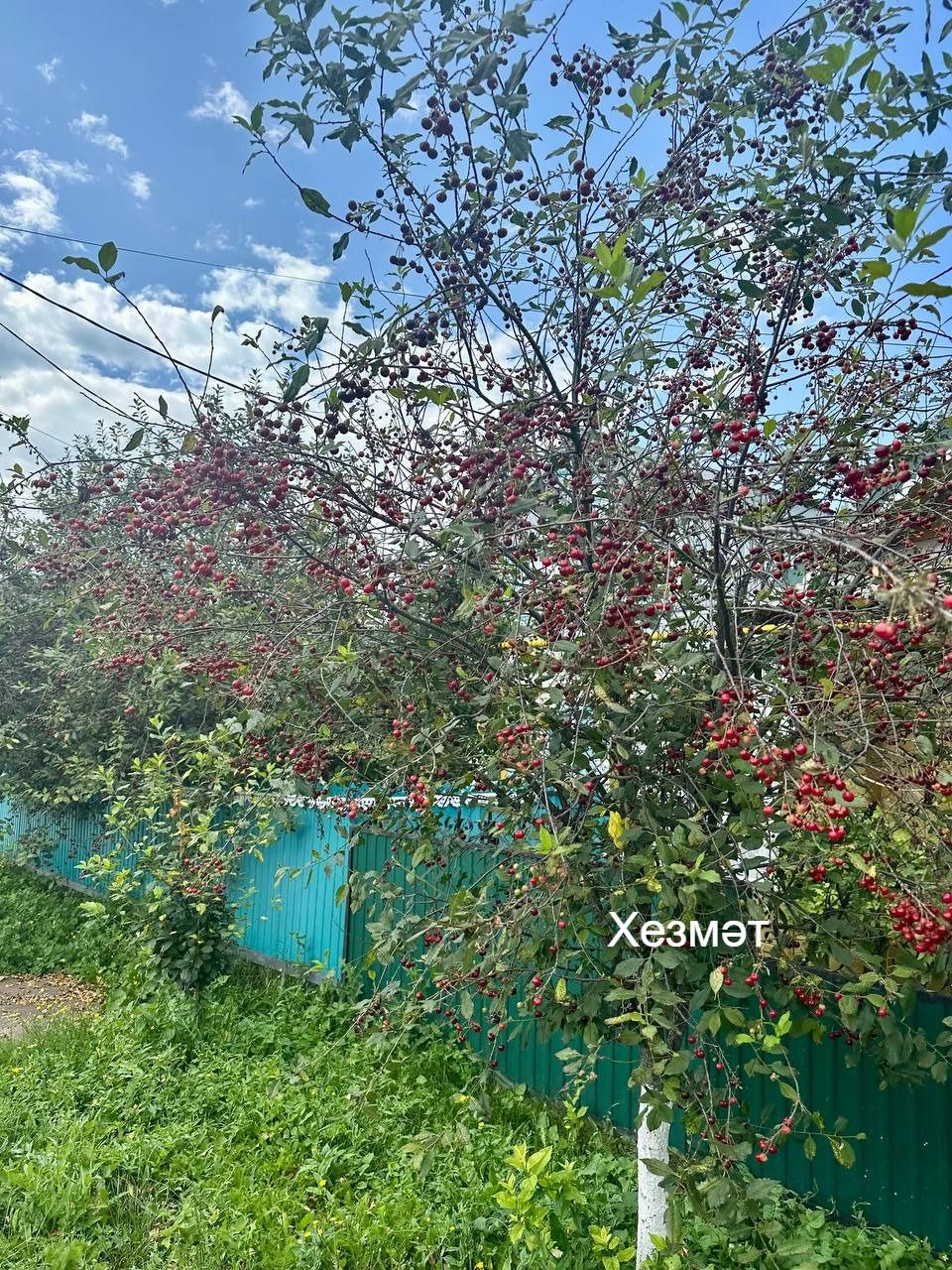 Чиянең организмга зыяны да бар икән
