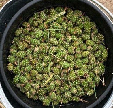 Күркә кайнатмасы рецепты