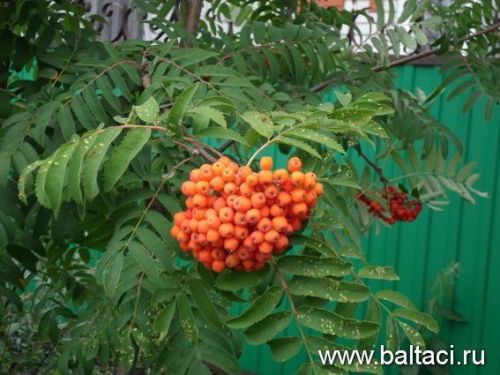 Кызыл миләштән төрле авыруларны дәвалый торган рецептлар