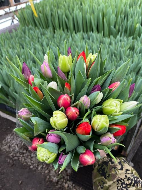 Балтачта лаләләр чәчәк ата (фото)
