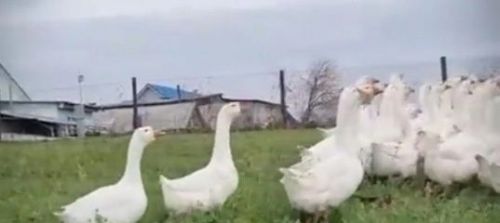 Каз мае – мең чирдән дәва!