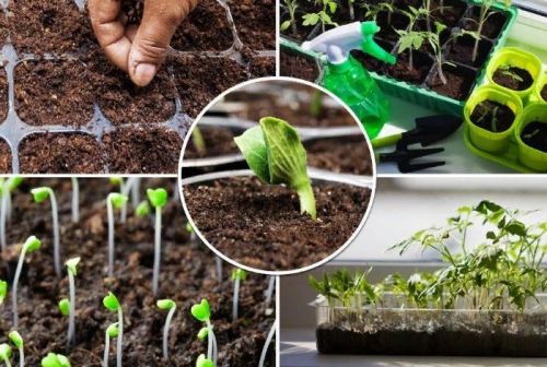 Февральгә бакчачылар өчен ай календаре
