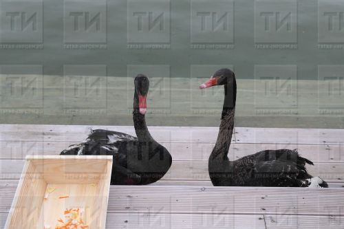 Үз куллары белән улының бәхетен җимерде