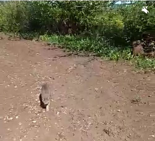Балтачта рысь баласы кешеләрдән дә курыкмый... (видео)