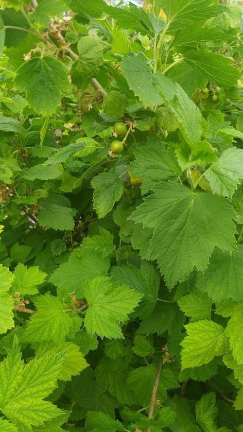 Карлыган куакларына корткычлар ияләштеме?