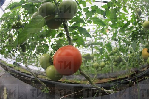 Помидорлар эре булсын өчен киңәшләр