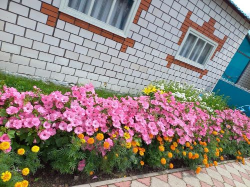 Раушания Гайнуллинаның чәчәкләре белән хозурланыйк әле (фото)