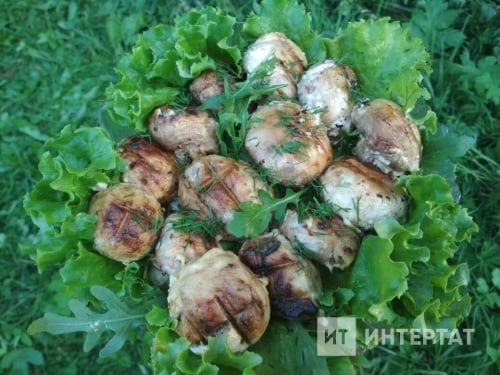 Табигатьтә шампиньон гөмбәсе пешерү рецепты