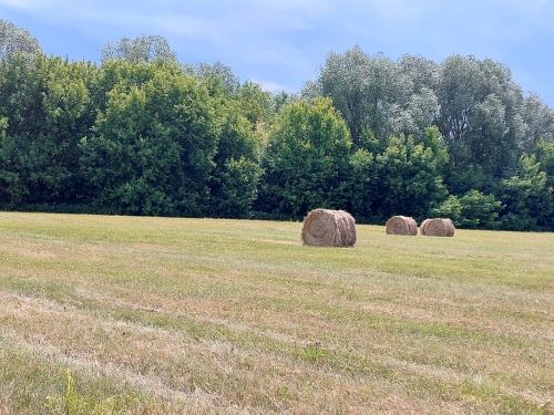 «Сосна»лылар бик өлгер (фото)
