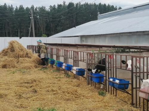 Бозаулар көнләп түгел, сәгатьләп үсәләр... (фото)