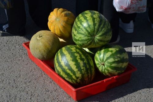 Карбыз сайлыйбыз