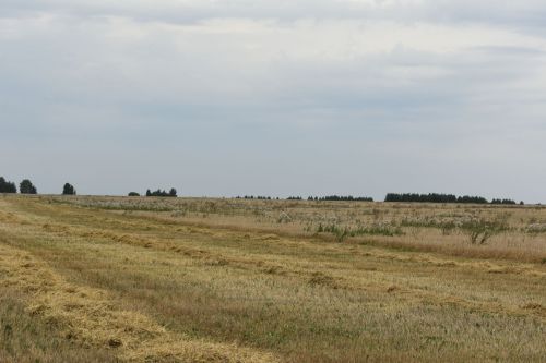 «Чәчәк аткан» басулар