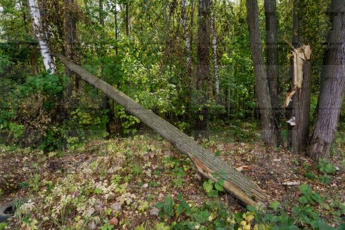 Яңа туган малайны чүп пакетына салып, куак төбенә ташлап киткәннәр
