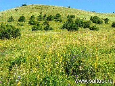Кан тамырларын чистарту өчен рецепт
