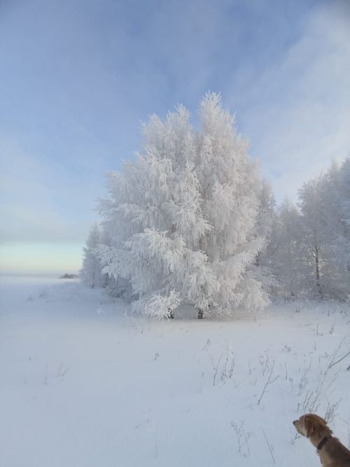 Пумйылтэм лымы шобыр...