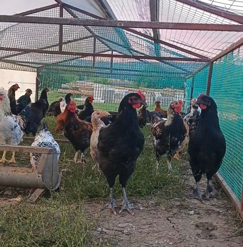 Тавыклар кышын да салсын, дисәгез...