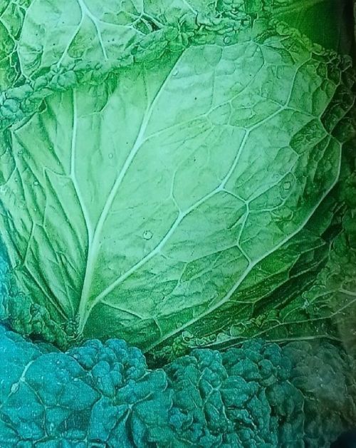 Кәбестәнең берничә төрен утыртыгыз!