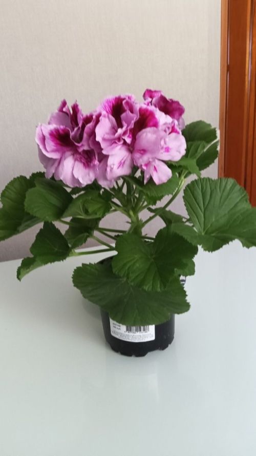 40 ел узгач, әнием бәгърем гөлен миңа кайтты...