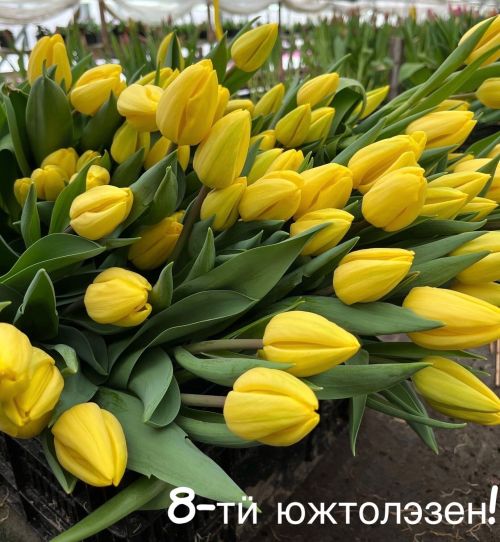 Эн жалялэ нылкышноослы шуныт кылъёстэс