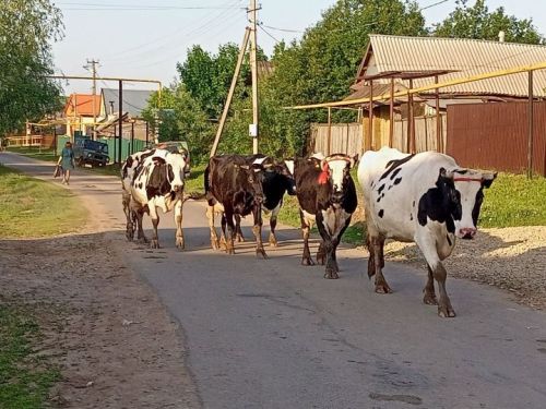 Терлек асраучыларга субсидия биреләчәк