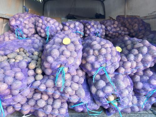 Укучыларыбыз арасында Казанда яшәүчеләр бармы? Сез ярминкәләргә йөрисезме?