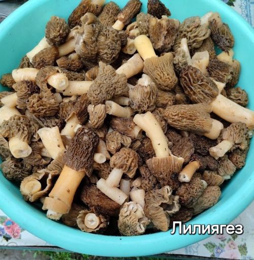 Кәҗә гөмбә — сморчок җыясызмы? (фото)