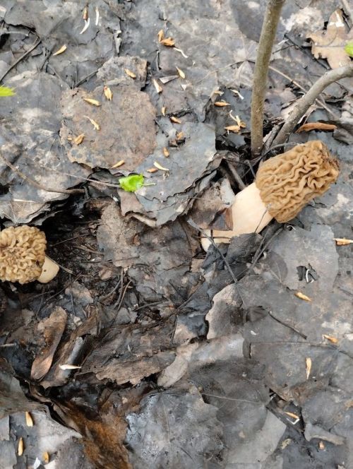 Кәҗә гөмбә — сморчок җыясызмы? (фото)