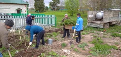 Балтачлылар  54 гектардан артык мәйданда яшь агач үсентеләре утыртты (фото)