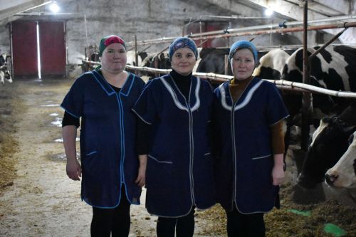 Кенәбашта алты робот сыер сава
