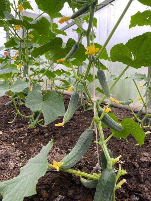 Кыяр үскән урында туфракны ничек яңартырга?