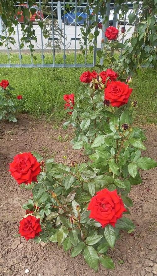 Розаларның кайсысын кисәргә, кайсысын – юк?