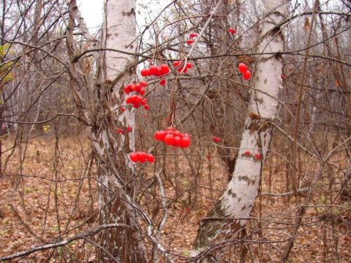 Кайбер кешеләргә баланны көндәлек рационга кертергә кирәк