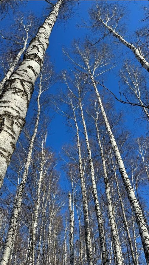 Каен суы эчәсезме?