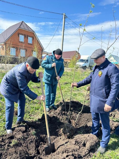 Бөек Җиңүнең 80 еллыгы уңаеннан Балтачта  җитәкчеләр агачлар утырттылар