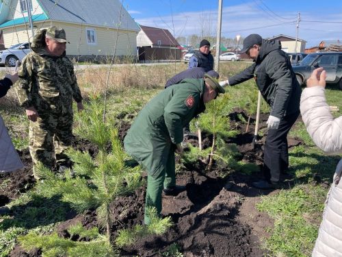 Бөек Җиңүнең 80 еллыгы уңаеннан Балтачта  җитәкчеләр агачлар утырттылар
