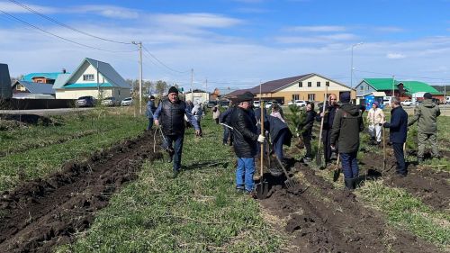 Бөек Җиңүнең 80 еллыгы уңаеннан Балтачта  җитәкчеләр агачлар утырттылар
