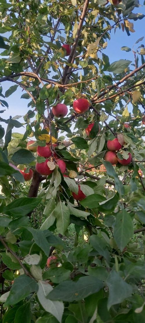 Җимеш агачларын корткычлардан саклау өчен нәрсә кулланырга мөмкин?