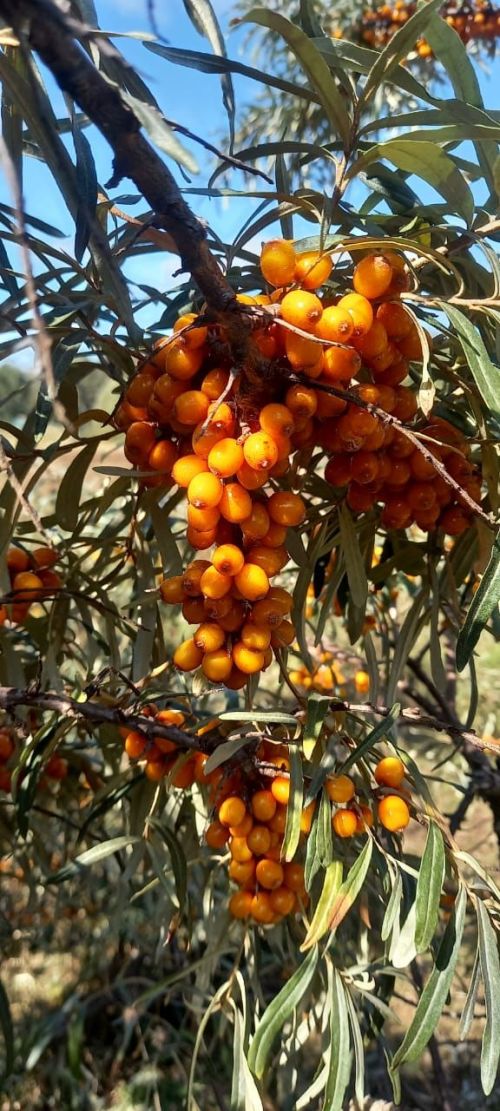 Җимеш агачларын корткычлардан саклау өчен нәрсә кулланырга мөмкин?